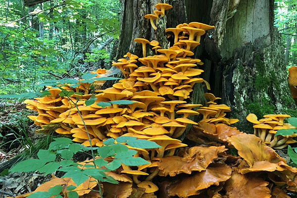 gold mushrooms on a tree